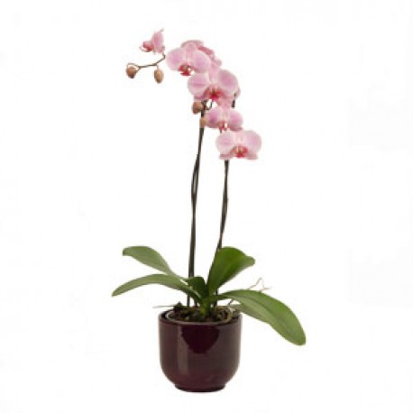 Phaleonopsis Orchid Plant